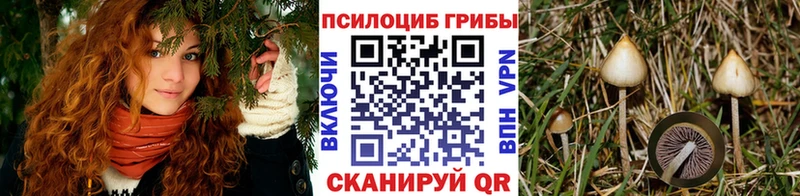 Псилоцибиновые грибы Cubensis  блэк спрут ТОР  Ивантеевка 